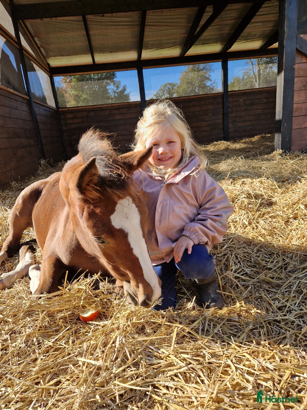  foderhäst sökes: Barnponny Sökes  - Annons 1