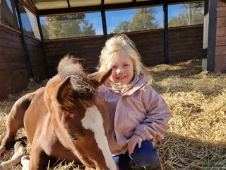 foderhäst Barnponny Sökes - Annons 12