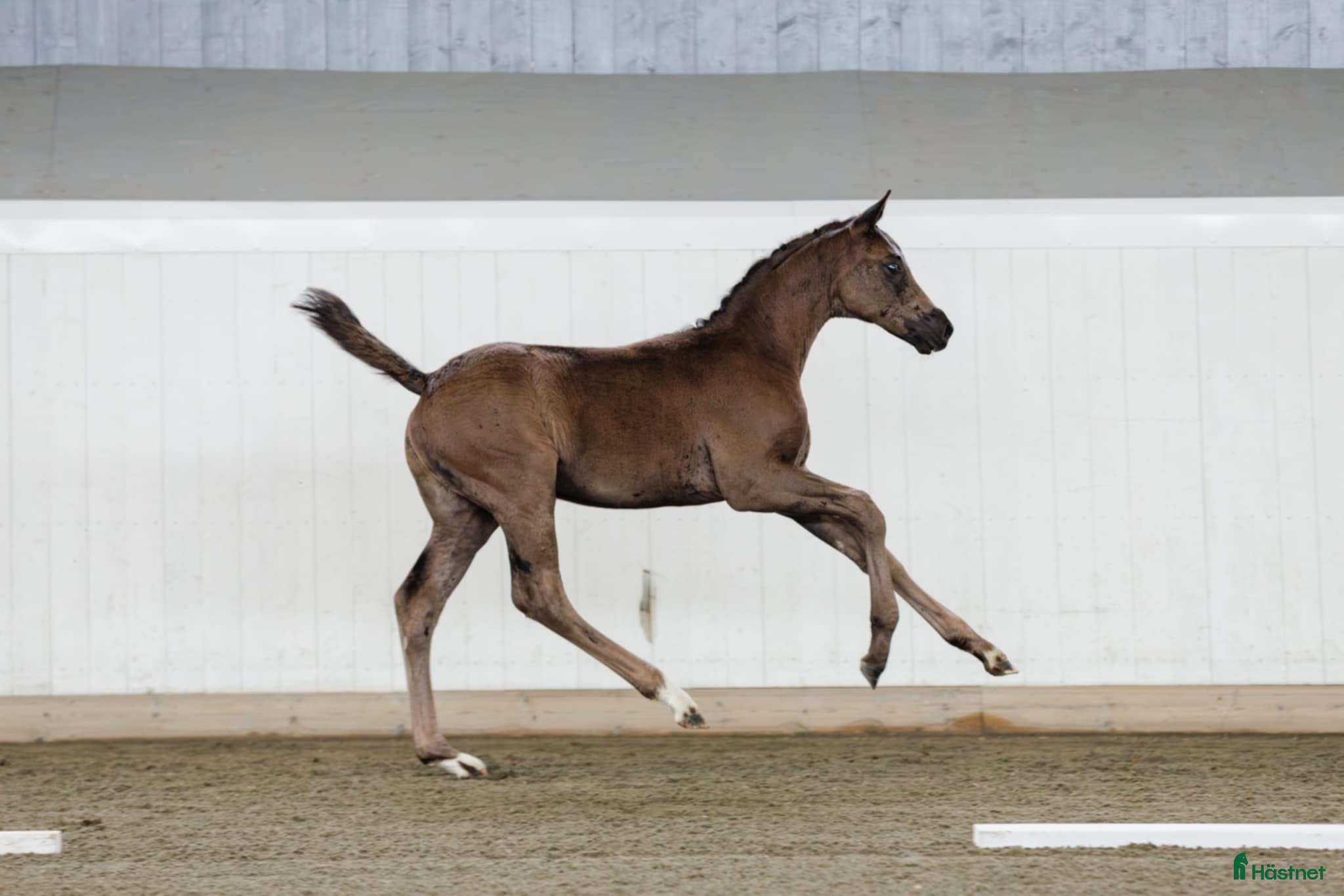  hästar Snygg, supersocial kille som rör sig myckt bra! i Edsvalla - Annons 7