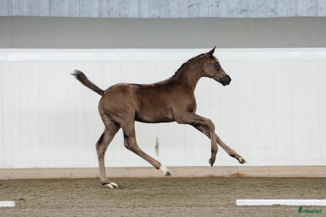 Dressyr hästar till salu: Snygg, supersocial kille som rör sig myckt bra! i Edsvalla - Annons 1