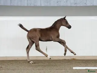 hästar Snygg, supersocial kille som rör sig myckt bra! i Edsvalla - Annons 7