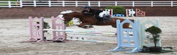 Dressyr hästar till salu: Super amazing pony i Göteborg - Annons 1