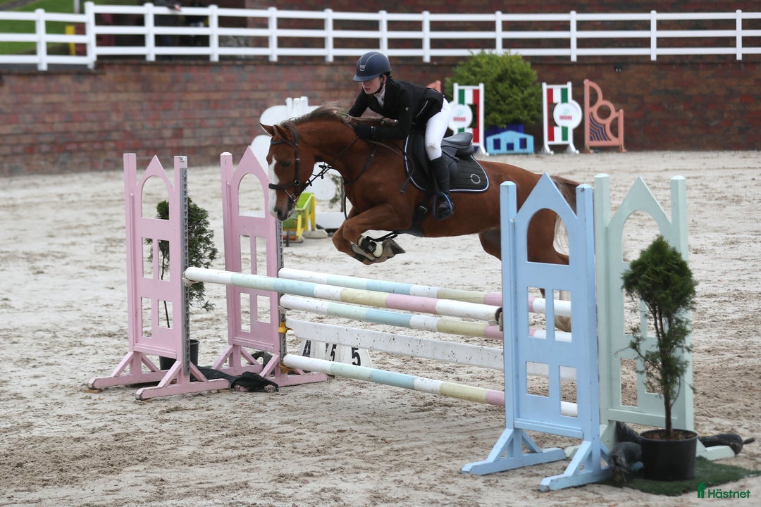 Dressyr hästar till salu: Super amazing pony i Göteborg - Annons 1