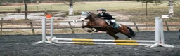 Allround hästar sökes: Allround B ponny søkes i Sørumsand - Annons 1
