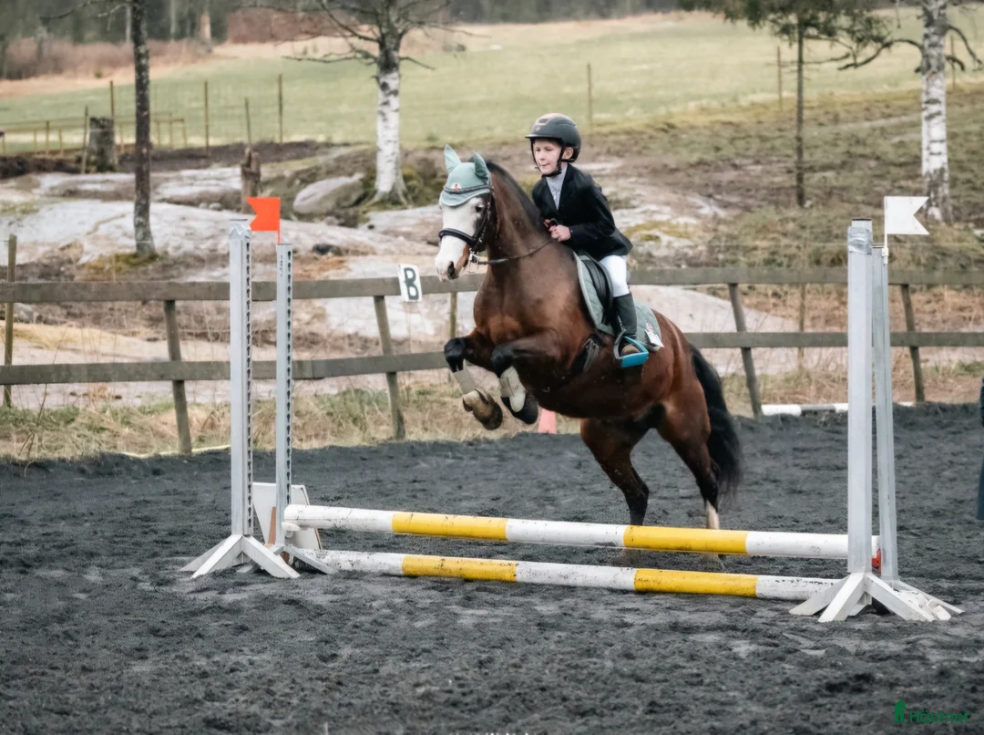 Allround hästar sökes: Allround B ponny søkes i Sørumsand - Annons 1