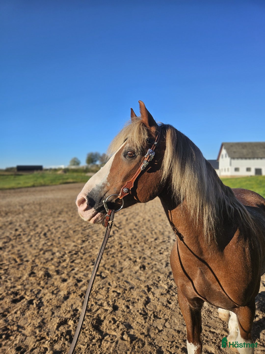 Allround hästar till salu: Dressyr, hoppning, western, uteriden i Stenstorp - Annons 3