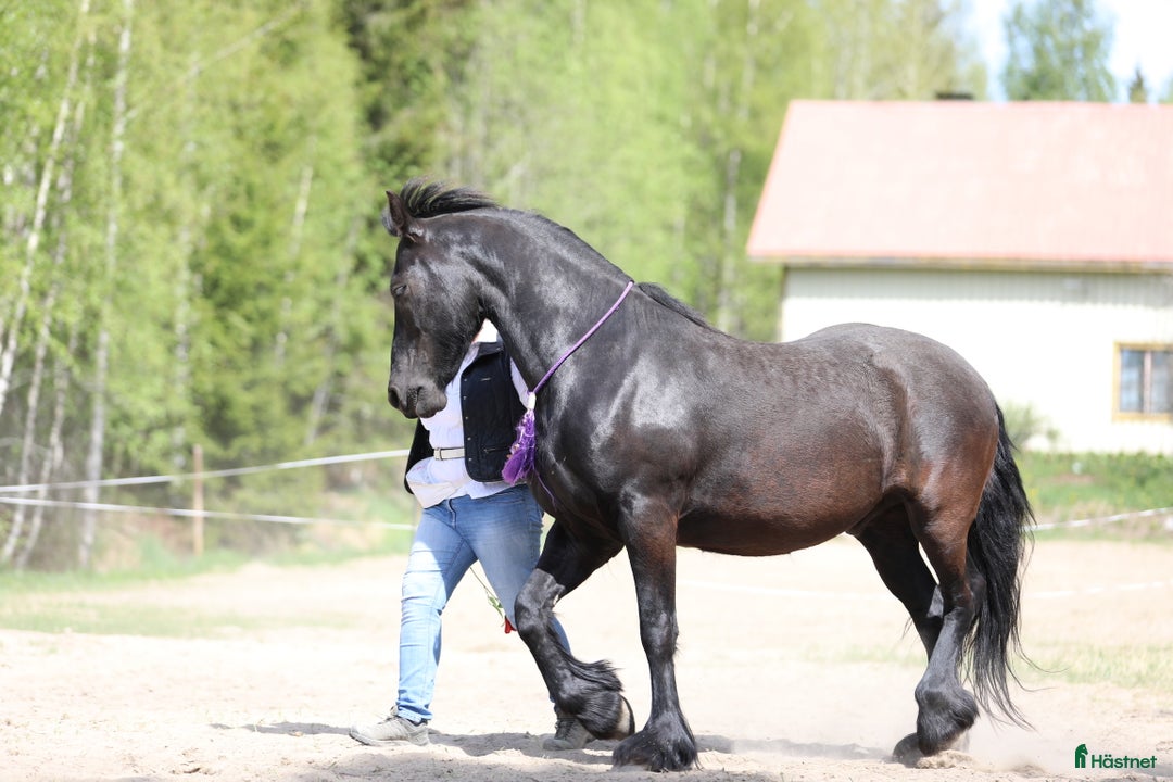 Allround hästar till salu: **Exceptional Horse for Sale** - Annons 15