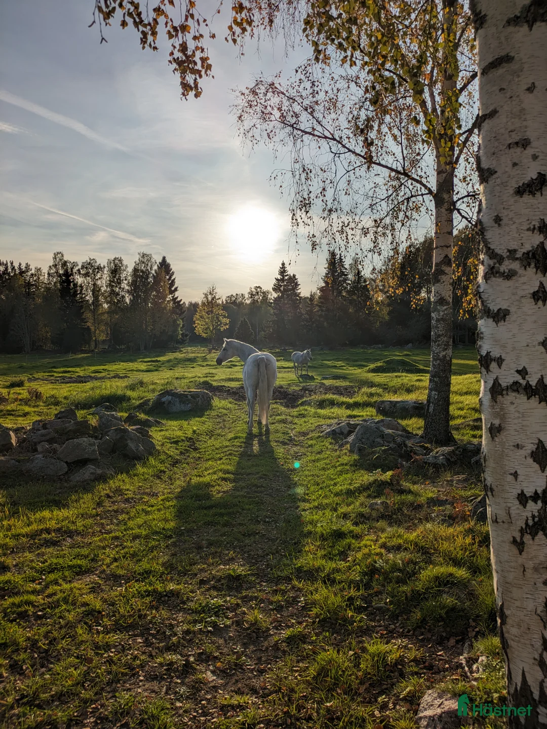  stallplats finnes: Sommarbete 2026 i Östervåla - Annons 4