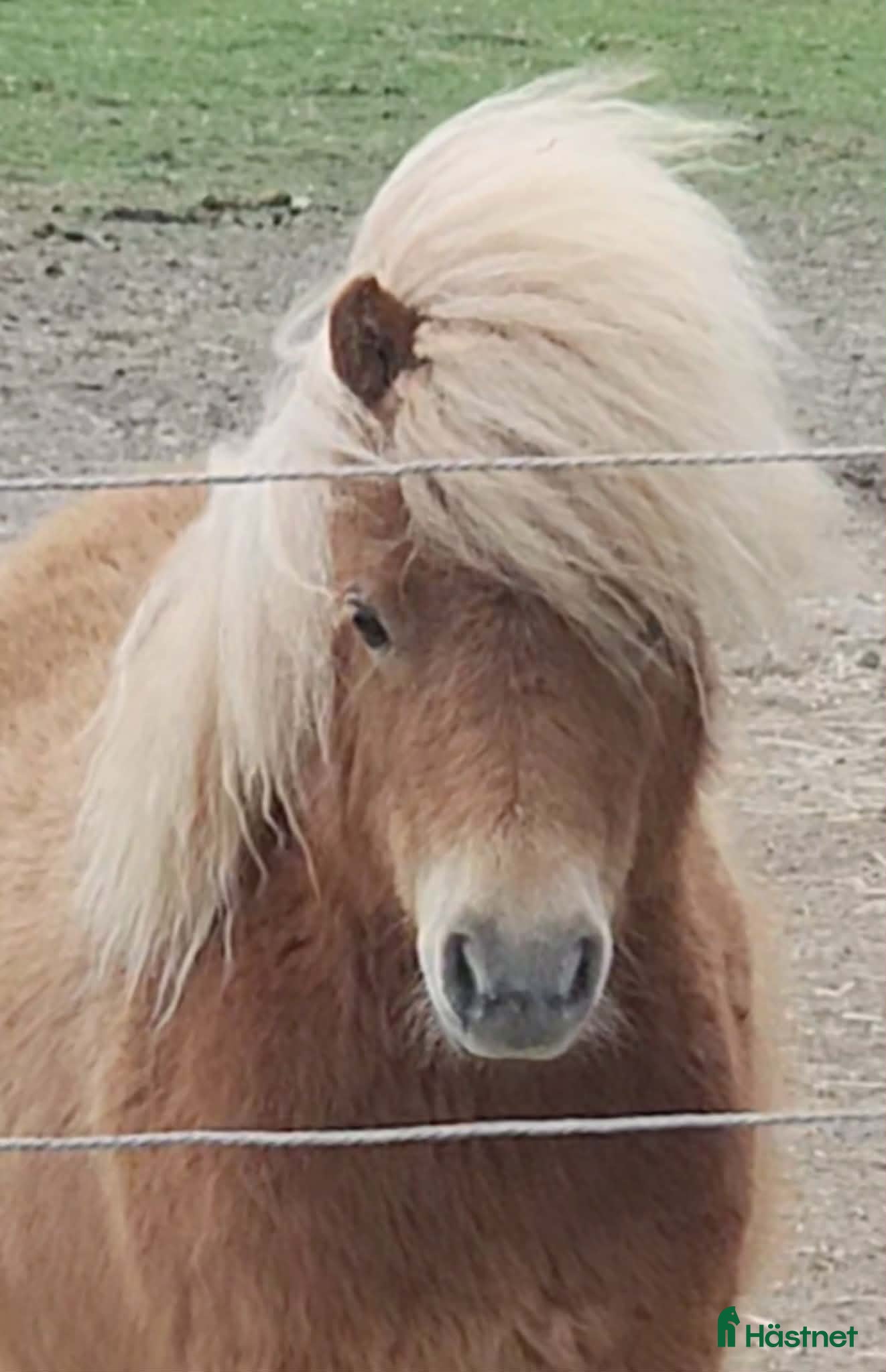  hästar Underbara minishetlandsponnyer! - Annons 2