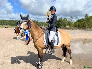 hästar Sm B ponny av hög kvalité i Vara - Annons 16