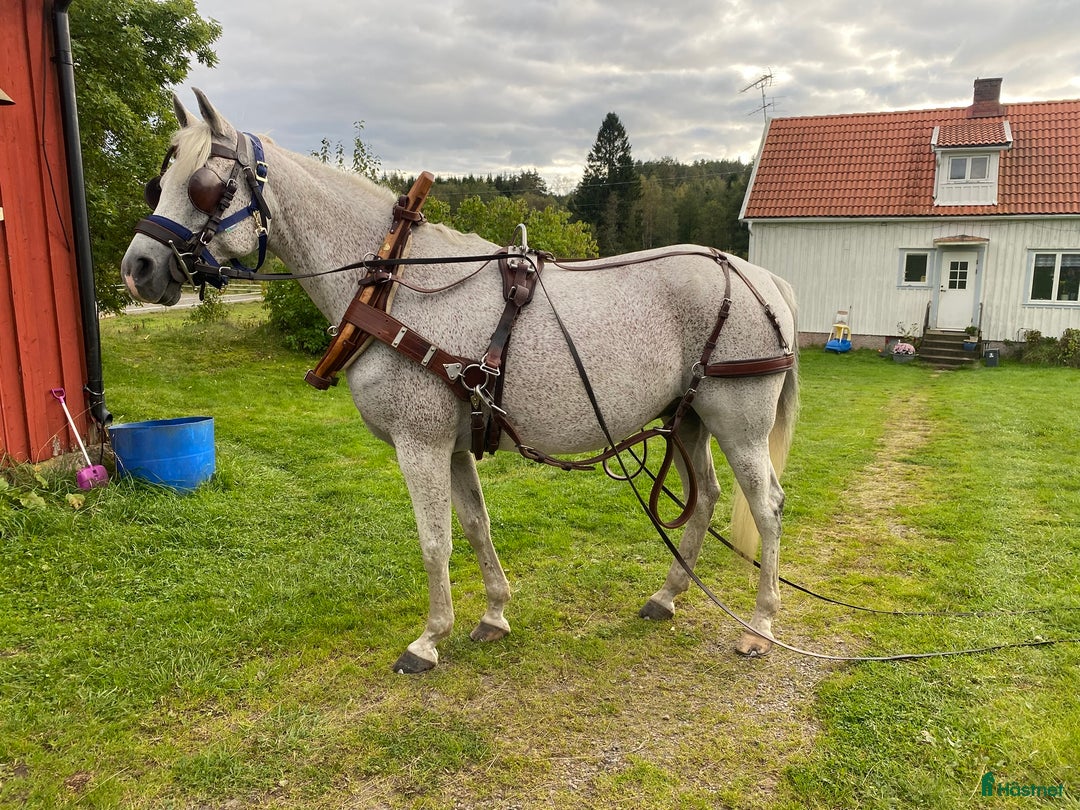 Körselar körning till salu: Komplett nästan ny Svenljunga sele med huvudlag i Kungälv - Annons 11