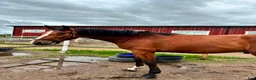 Hoppning hästar till salu: lovande 3-årig valack med fantastisk inställning - Annons 2