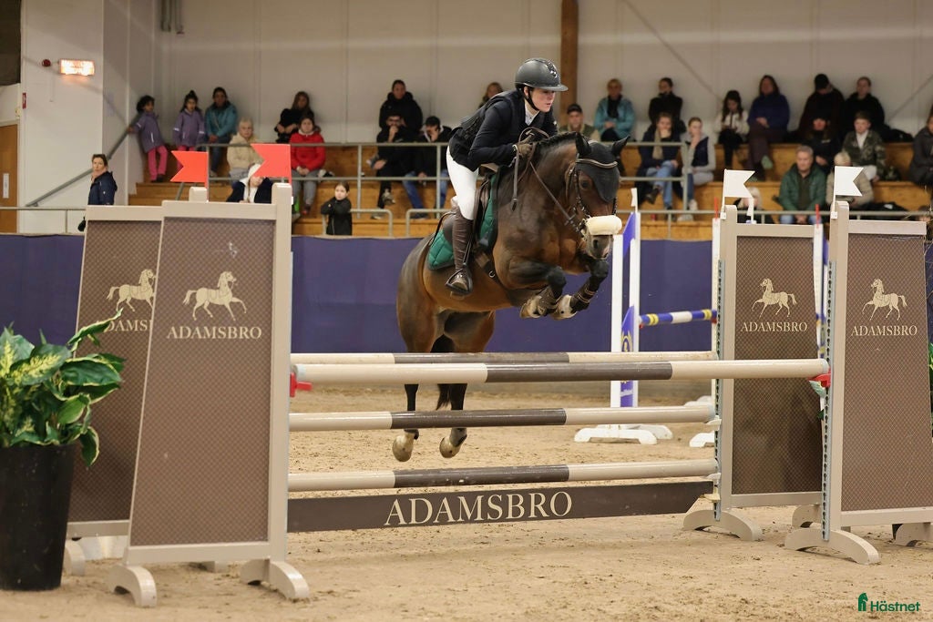  hästar Mångsidig ponny med utstrålning!🌟 i Jörlanda - Annons 3