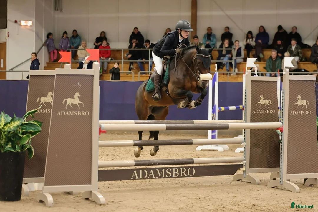 Hoppning hästar till salu: Mångsidig ponny med utstrålning!🌟 i Jörlanda - Annons 1