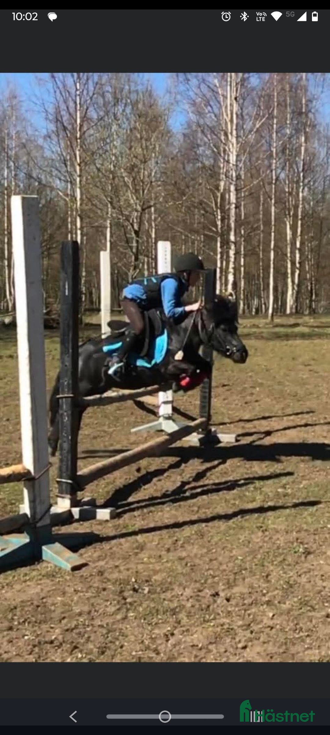 Allround hästar till salu: Underbar shetlandsponny  i Skara - Annons 1