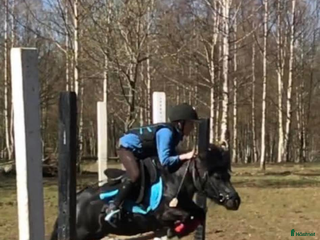 hästar Underbar shetlandsponny i Skara - Annons 5