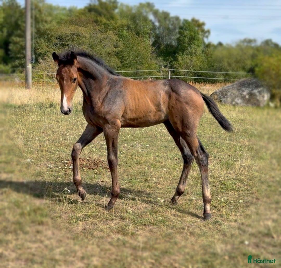Hoppning hästar till salu: Lovande unghäst! SÅLD - Annons 15