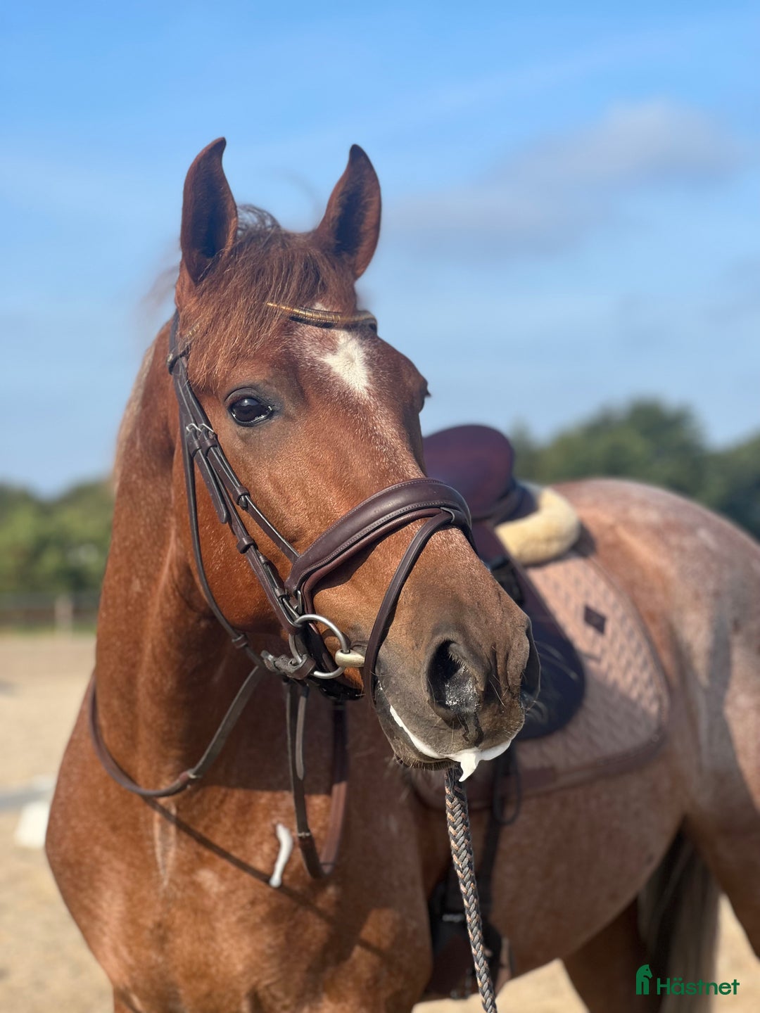 Dressyr hästar till salu: Välutbildad PRE valack i Varberg - Annons 5