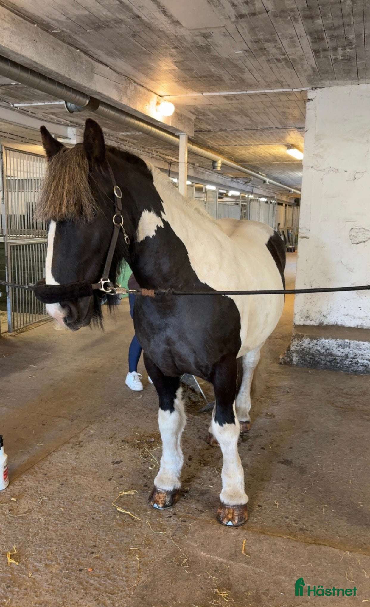  hästar Härlig valack - Annons 4