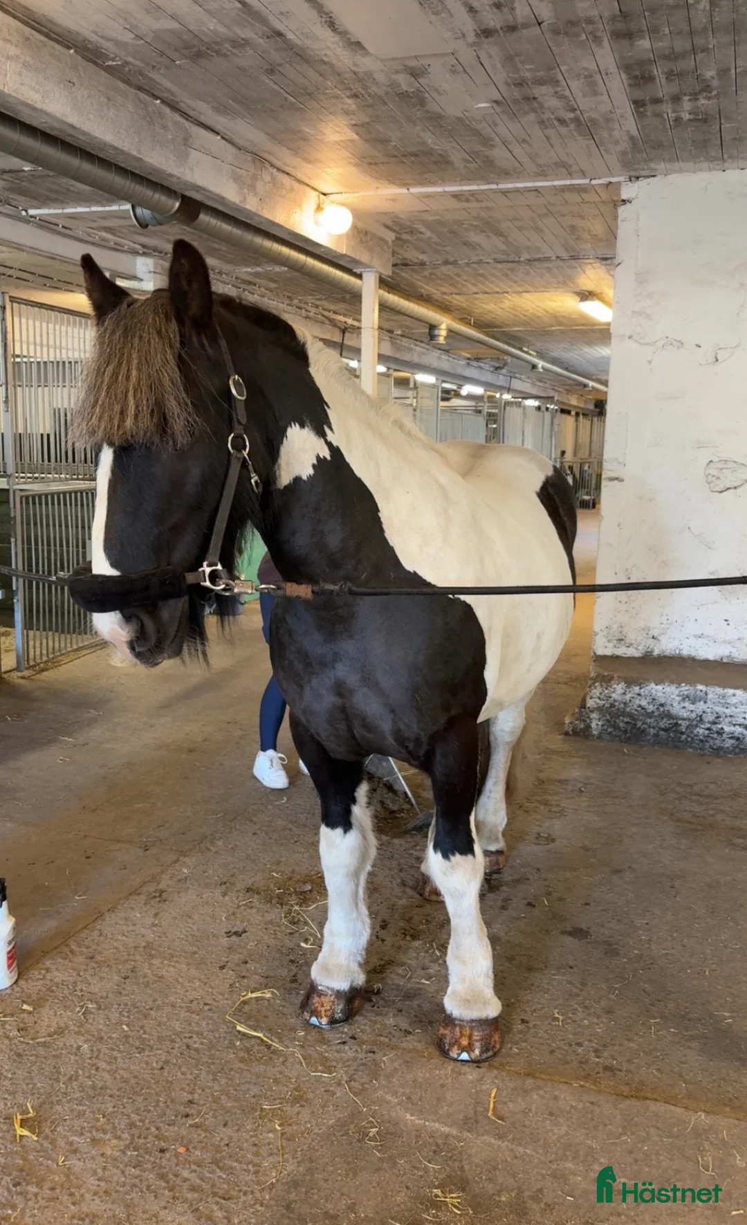 Allround hästar till salu: Härlig valack - Annons 1