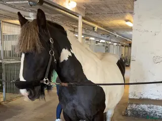 hästar Härlig valack - Annons 8