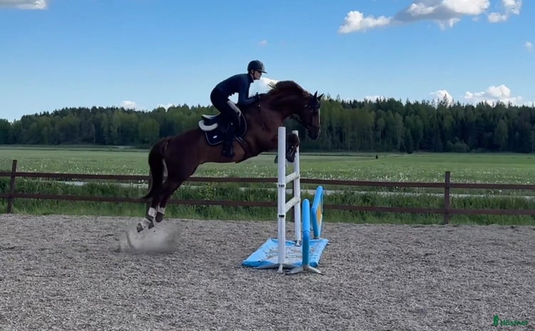  hästar i Skultuna - Annons 16