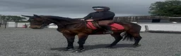Allround hästar till salu: Beautiful Irish Thoroughbred - Annons 4