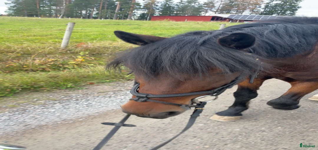 Galleribild {{count}}