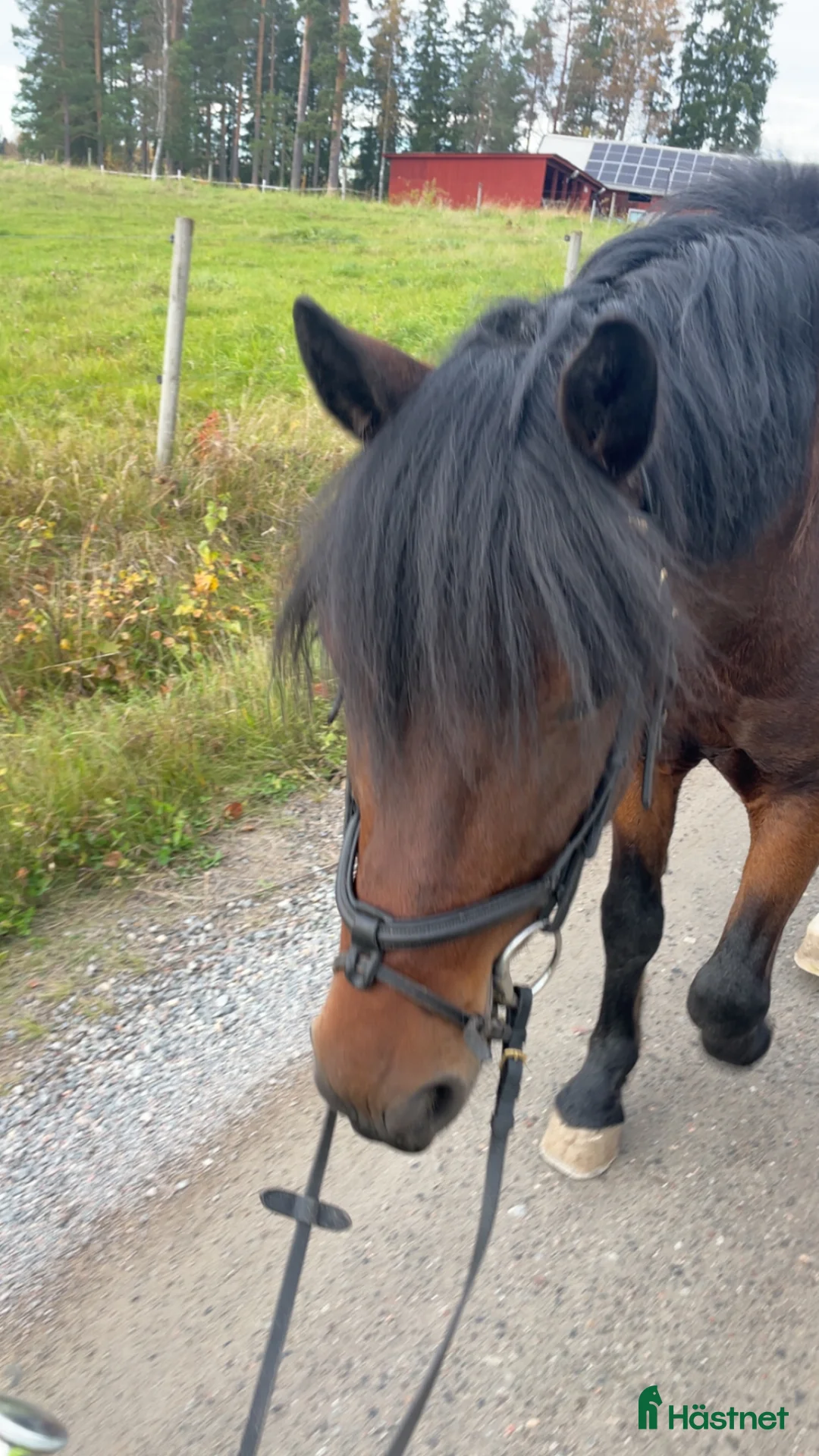 Galleribild {{count}}