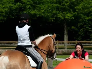 Övrig utrustning övrig utrustning till salu: Fotboll för häst i Rödeby - Annons 5