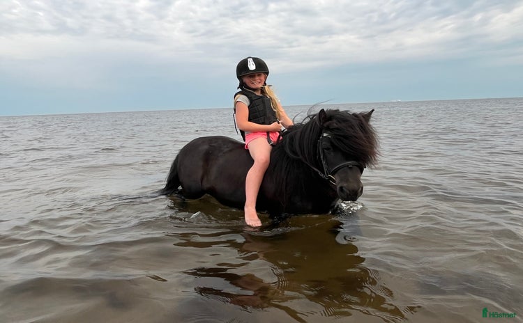  hästar i Trelleborg - Annons 9