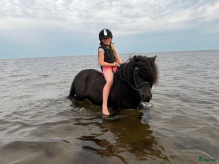 hästar Barnens bästa vän i Trelleborg - Annons 10