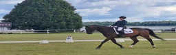 Hoppning hästar till salu: showjumping-dressur schoolmaster - Annons 7