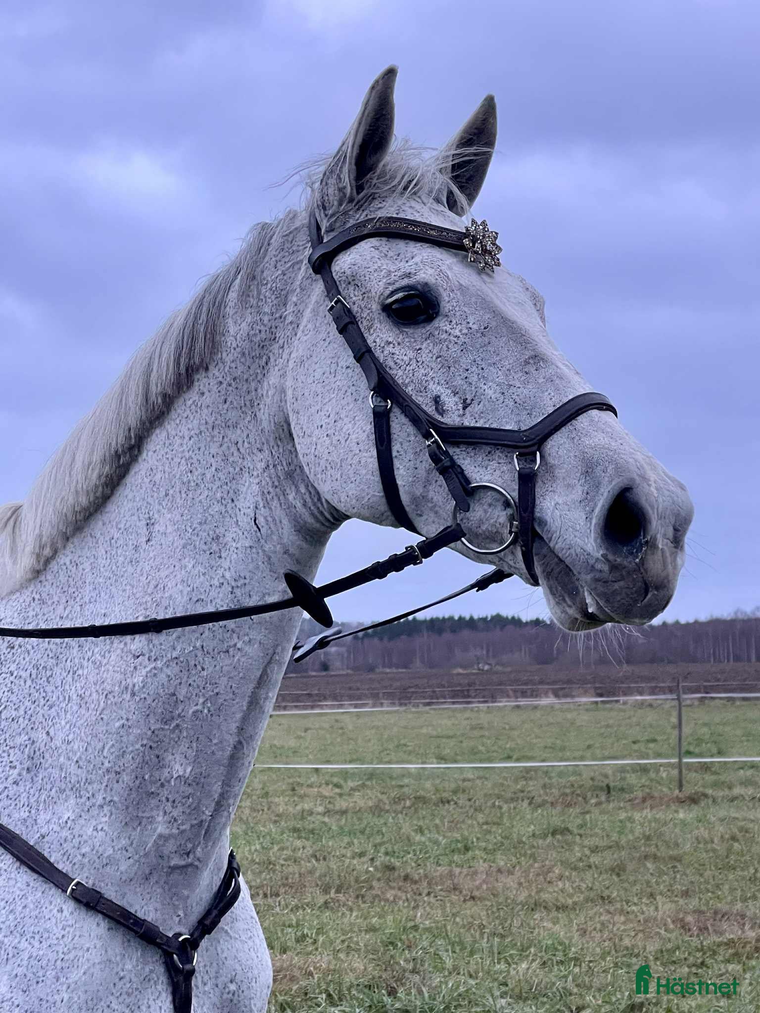  hästar Mycket trevlig allround/hopphäst i Sala - Annons 3