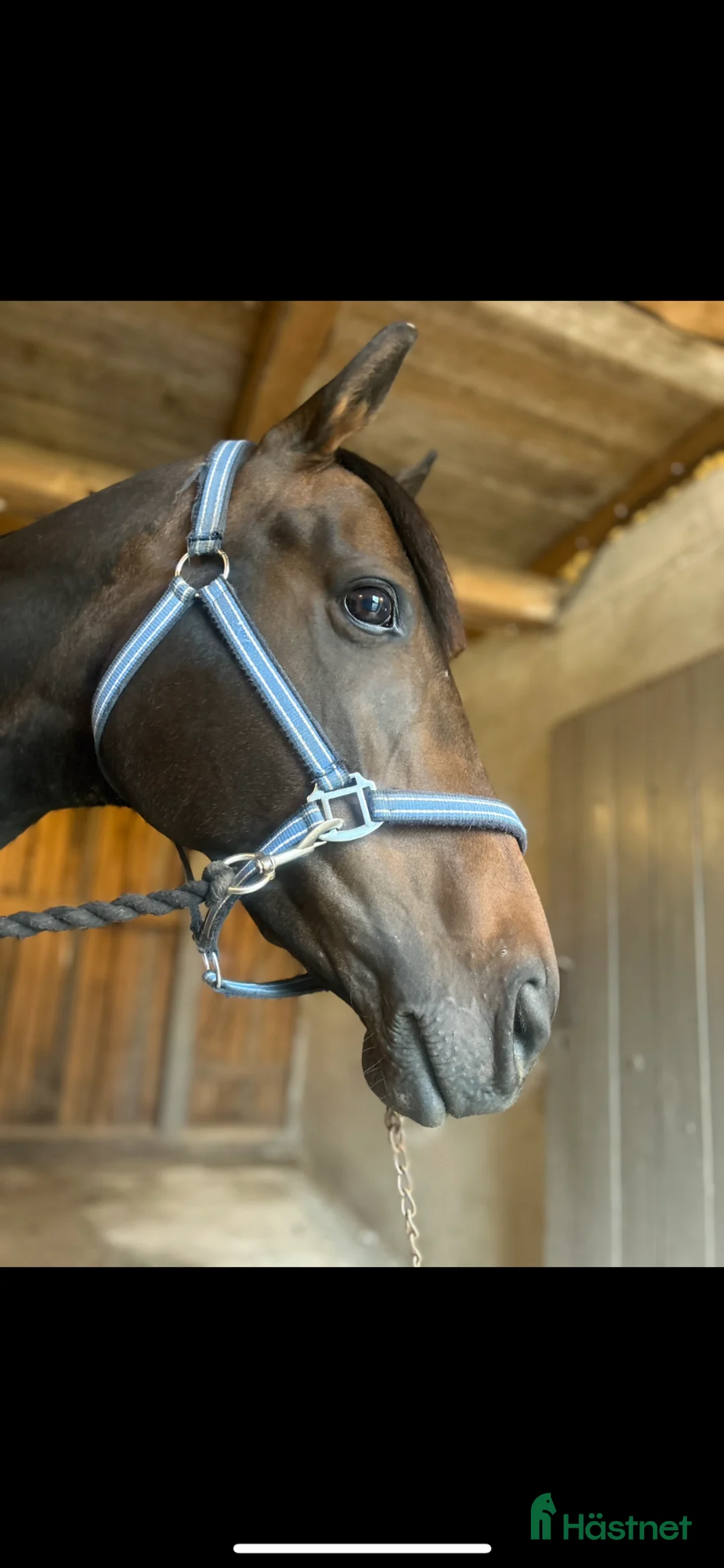 Allround hästar till salu: Fullblodssto söker sin nya bästa vän - Annons 2