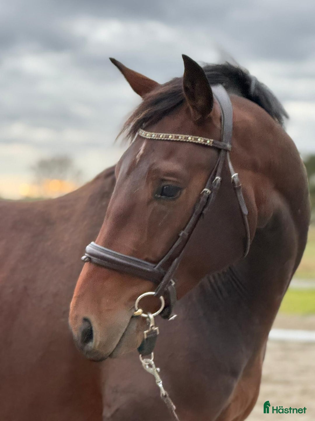 Dressyr hästar till salu: Stor 3-årig valack med potential i Enköping - Annons 2