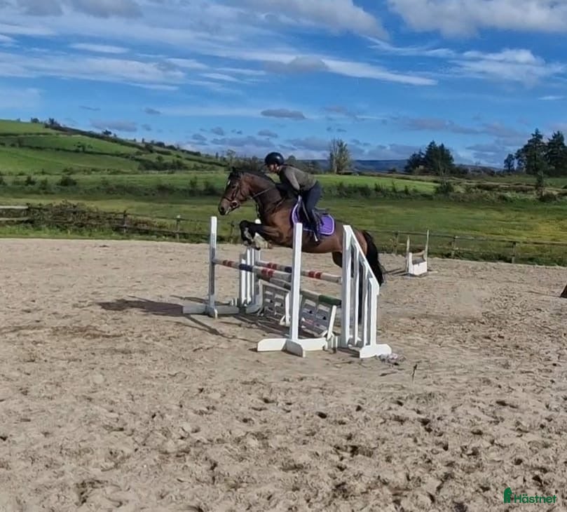  hästar Hästar till salu i Ödsmål - Annons 10