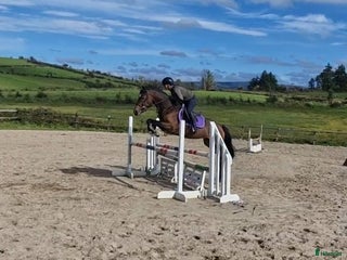 Hoppning hästar till salu: Hästar till salu i Ödsmål - Annons 2