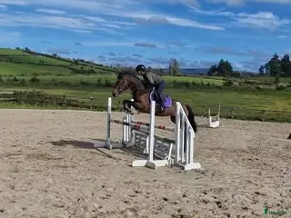 Hoppning hästar till salu: Hästar till salu i Ödsmål - Annons 3