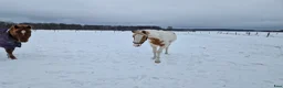 Dressyr hästar till salu: Blick fångare - Annons 2
