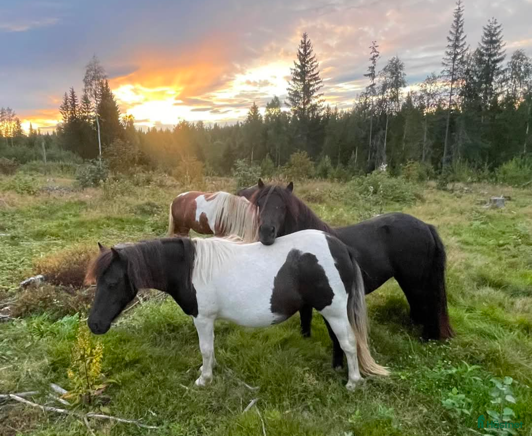 Allround hästar till salu: Blivande superallround tjej i Edsbyn - Annons 5