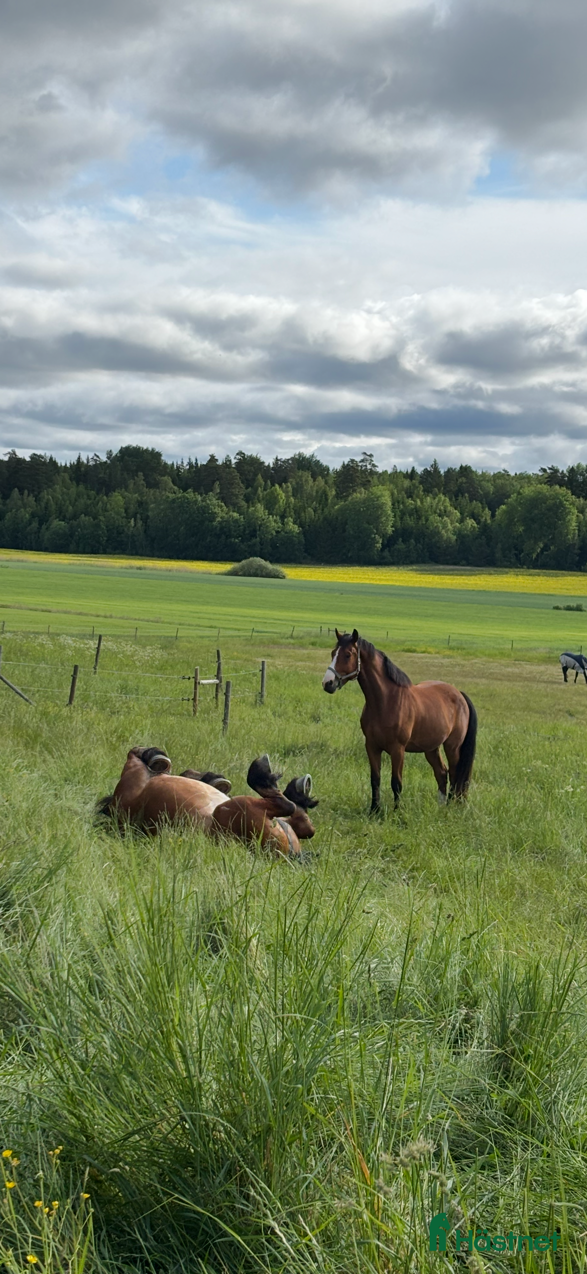  stallplats Bete med fullservice eller hage för fånghäst - Annons 1
