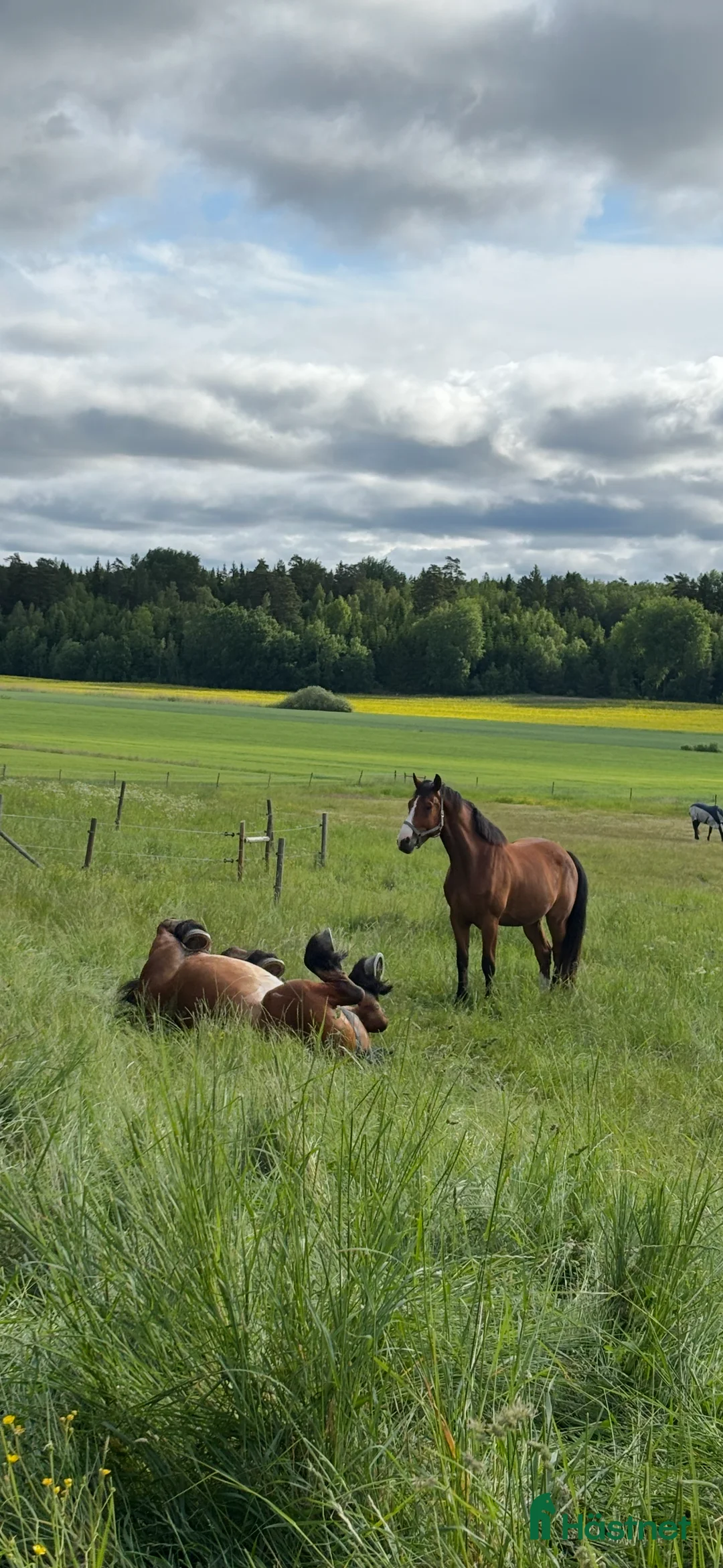  stallplats finnes: Bete med fullservice eller hage för fånghäst - Annons 1