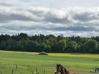 stallplats Bete med fullservice eller hage för fånghäst - Annons 1