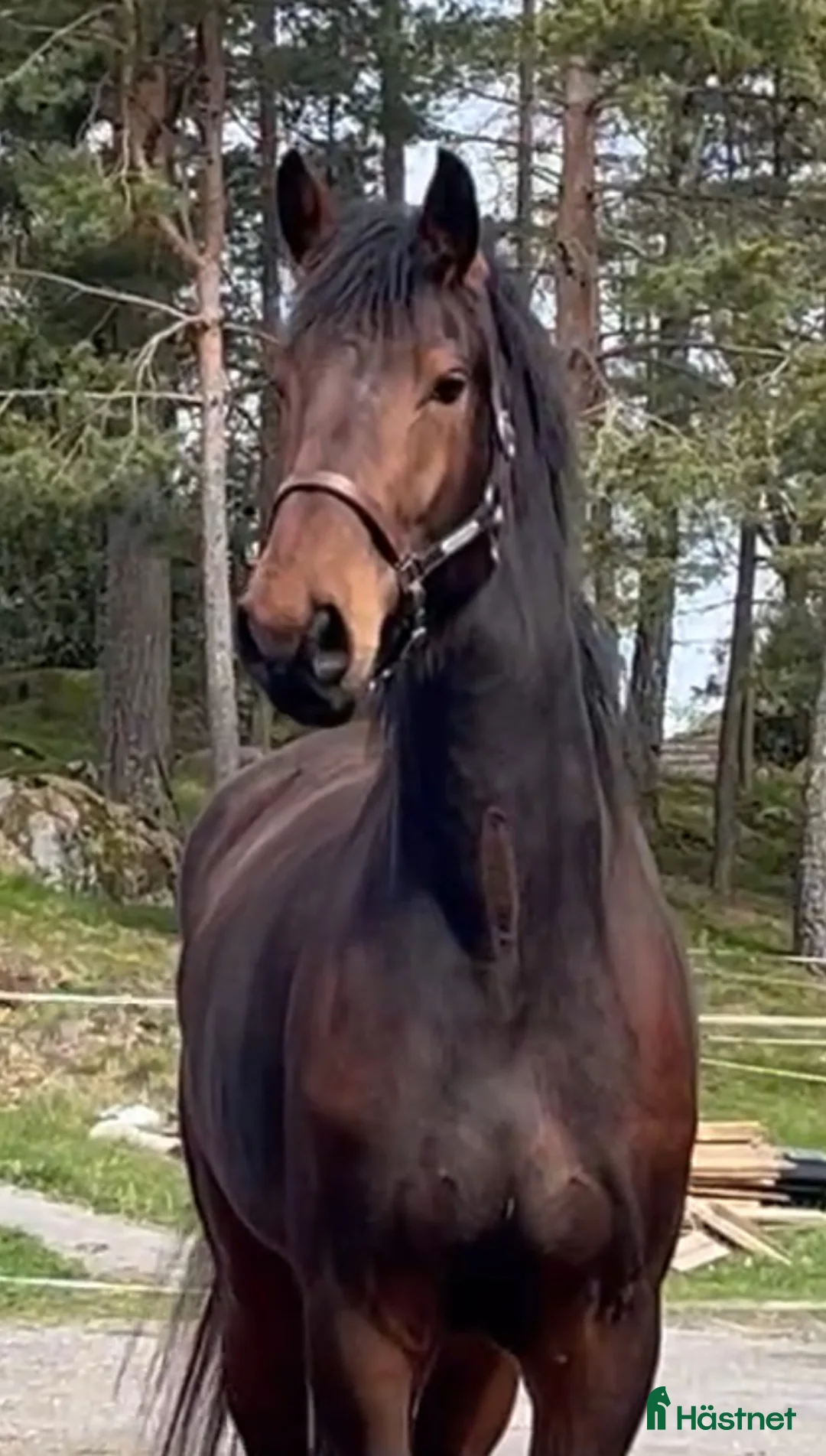 Allround hästar till salu: Stor fin ridhäst 🌟 - Annons 1