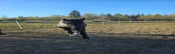  stallplats finnes: Lediga stallplats i Upplands Väsby  i Upplands Väsby - Annons 3