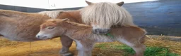 Avelshästar hästar till salu: Shetlandsponny med föl i Nättraby - Annons 1