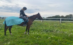  foderhäst finnes: Fullblod sto lånas ut som sällskap/promenadridning i Helsingborg - Bild 2