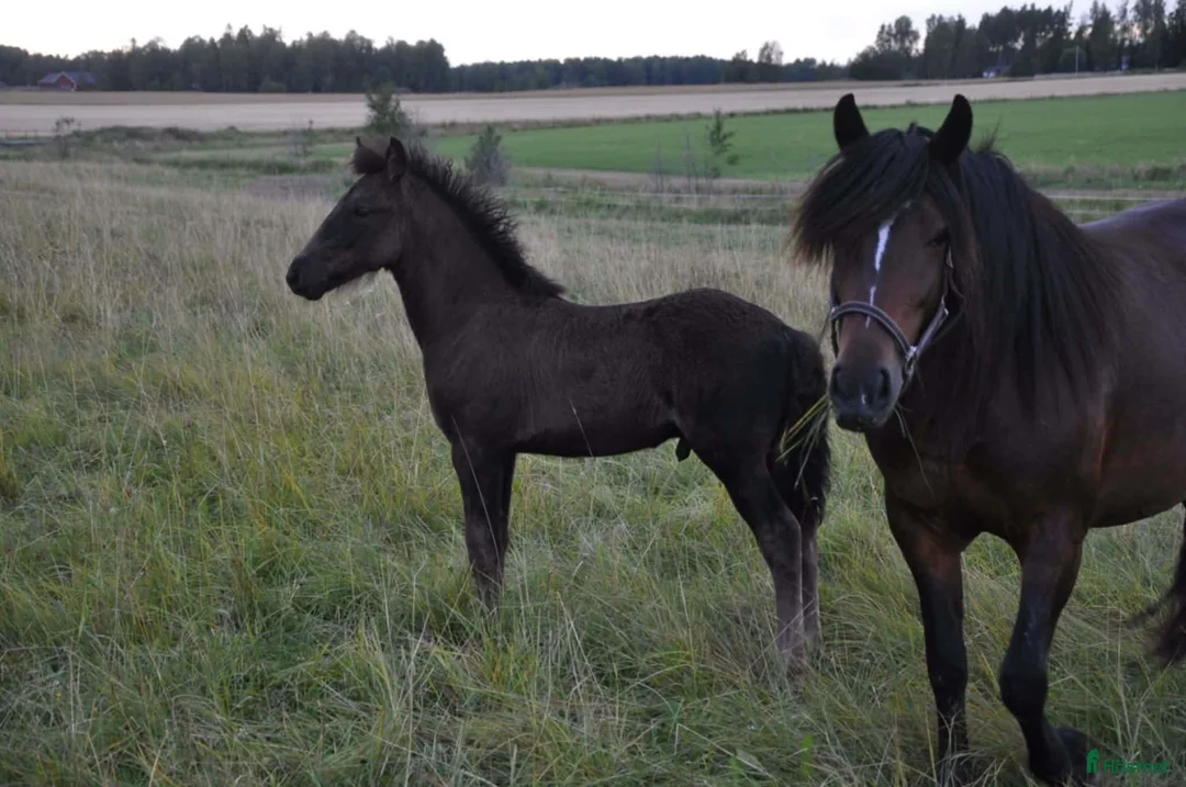 Trav hästar till salu: Hingst e Bork Odin - Annons 6