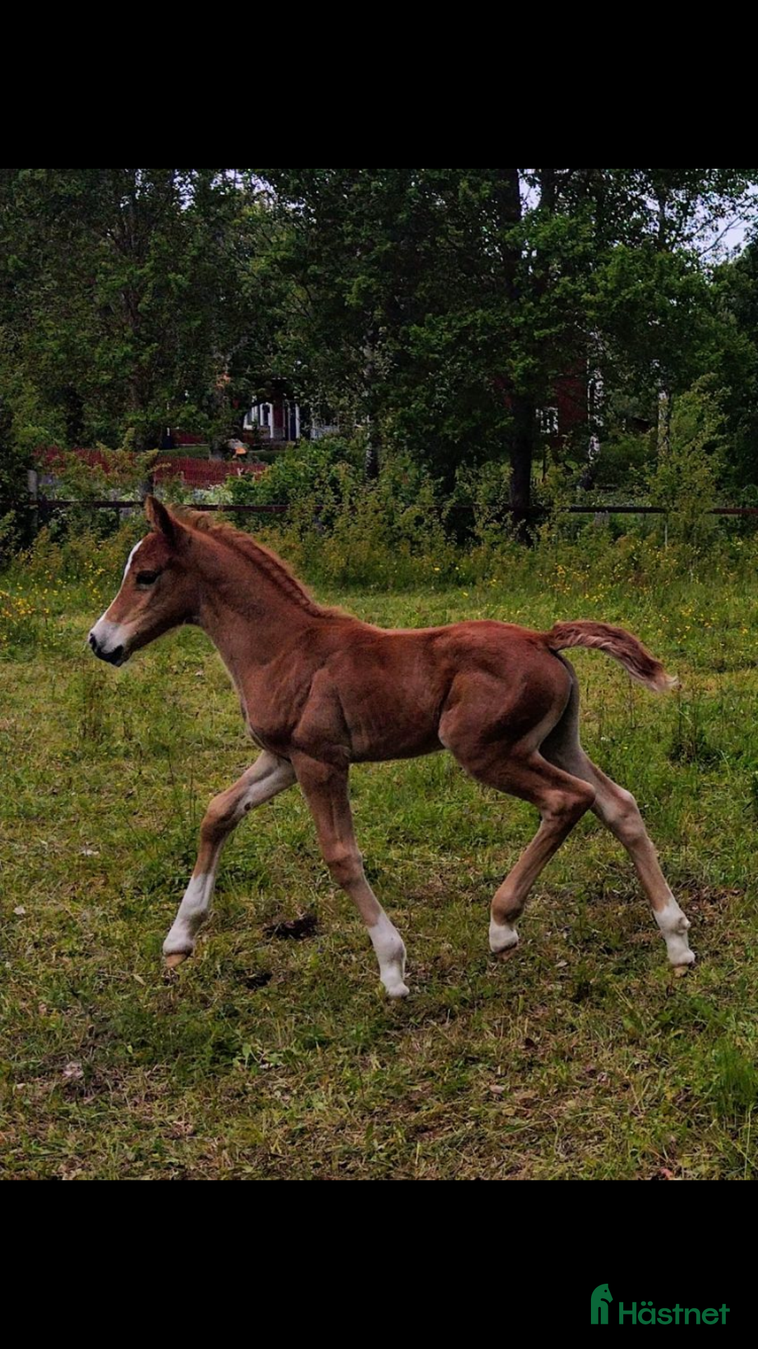 Allround hästar till salu: Welsh cob sto  i Hultsfred - Annons 4